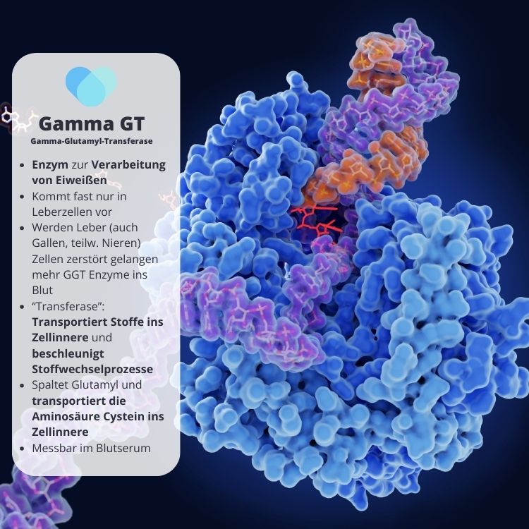  Gamma GT Ist ein Enzym und transportiert Stoffe in das Zellinnere